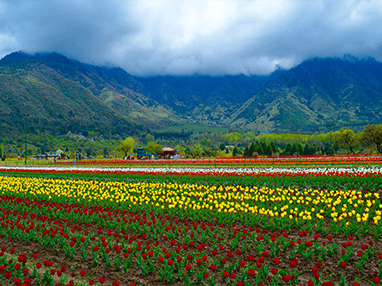 Kashmir Vaishnovdevi Tour