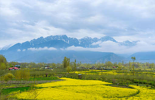 Kashmir Honeymoon Tour 7days